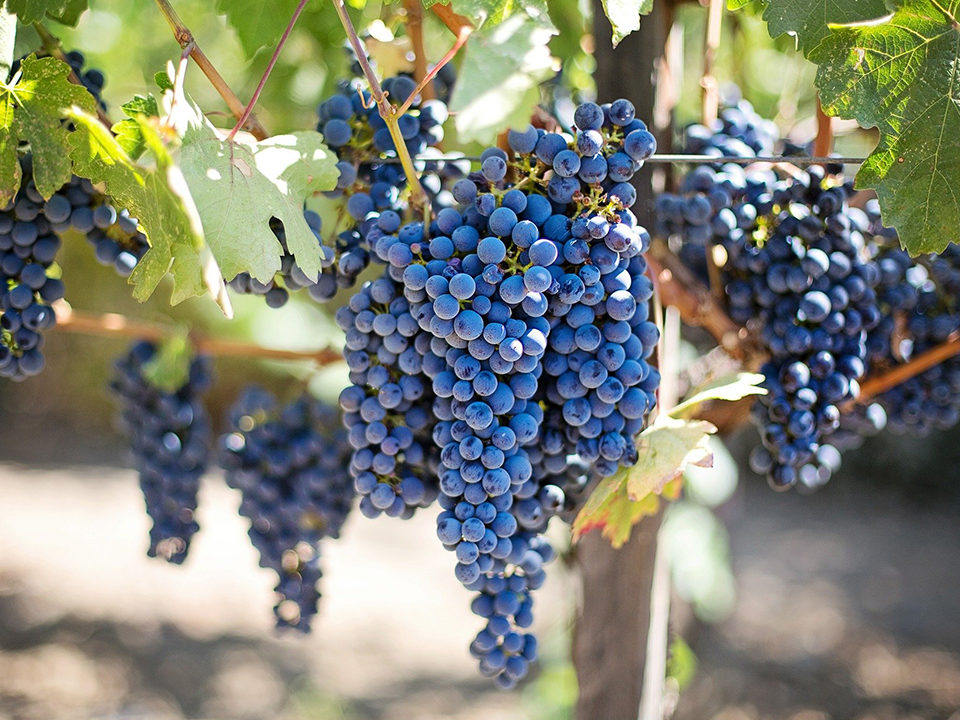 Wineandco